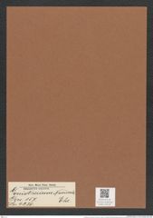 Goniothecium navicula Ehr. (de-Toni-Nr.: Genus 157, Species 4230) Zeichnungen Sammlung Grunow Mappe 04228 (Herbarium_W_Grunow_drawings_Folder_04228)